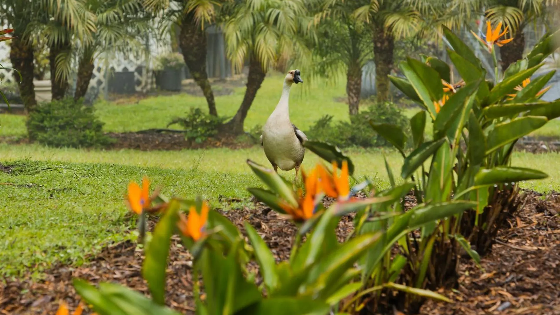Aloha Junction Bed And Breakfast -Minutes Away From Hawaii Volcanoes National Park 2*, Volcano